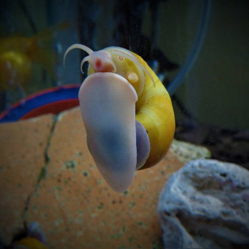 Golden Apple Snail Pomecaii - Real Aquatics