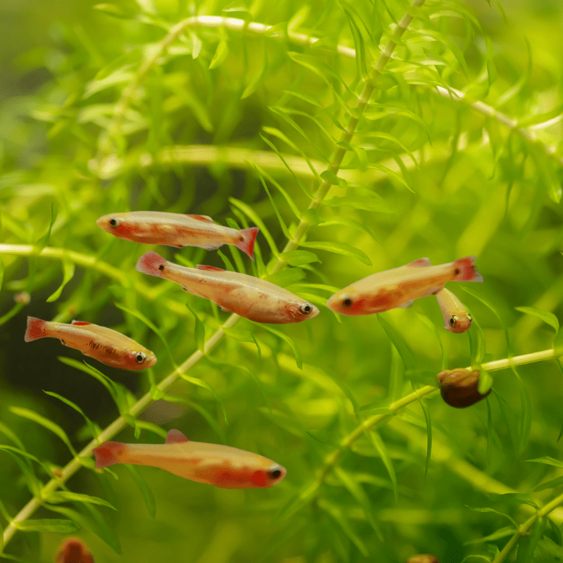 Golden Gold White Cloud Mountain Minnow - Real Aquatics