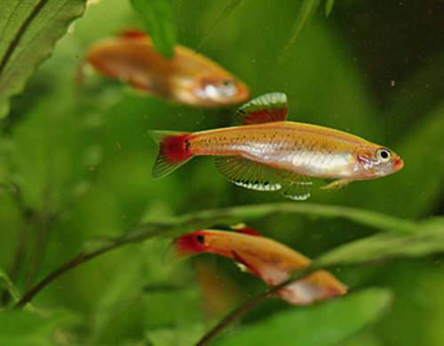 Golden Gold White Cloud Mountain Minnow - Real Aquatics