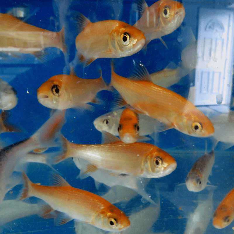 Golden Orfe 2-3" - Real Aquatics