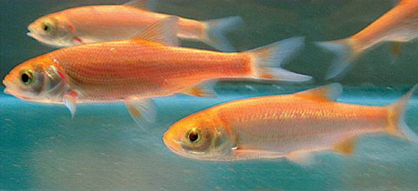 Golden Orfe 2-3" - Real Aquatics