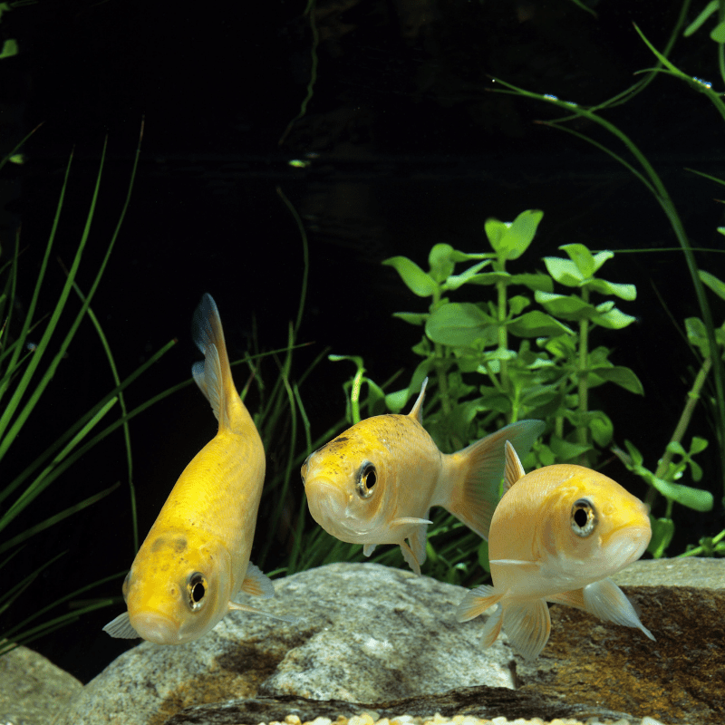 Golden Orfe 3-4" - Real Aquatics