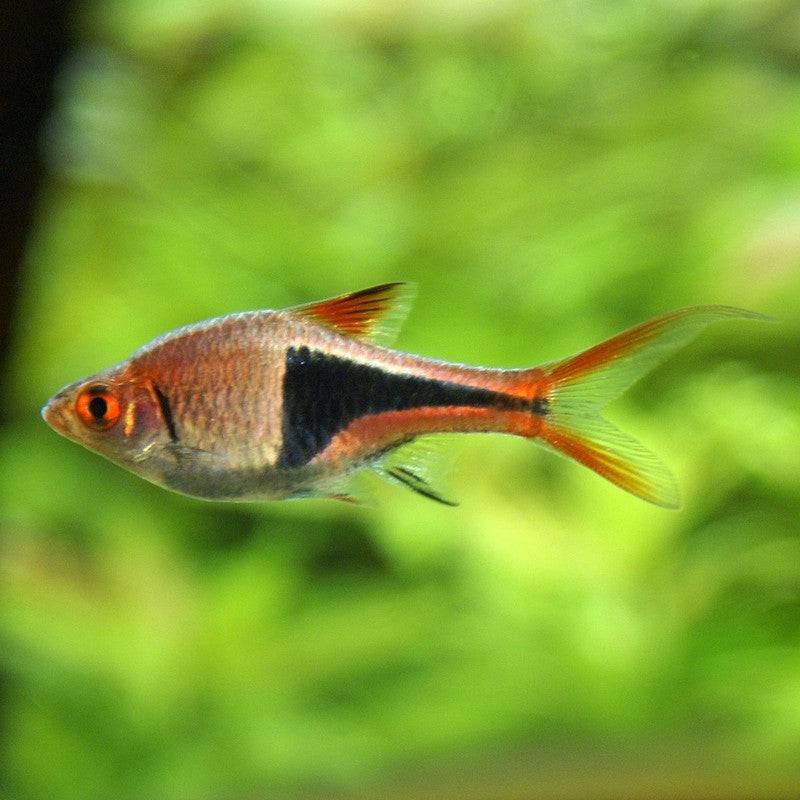 Harlequin Rasbora - Real Aquatics