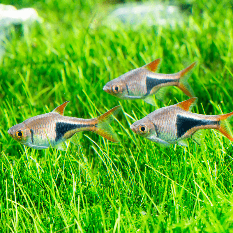 Harlequin Rasbora - Real Aquatics