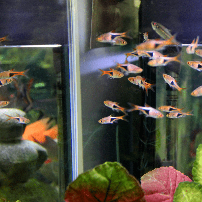 Harlequin Rasbora - Real Aquatics