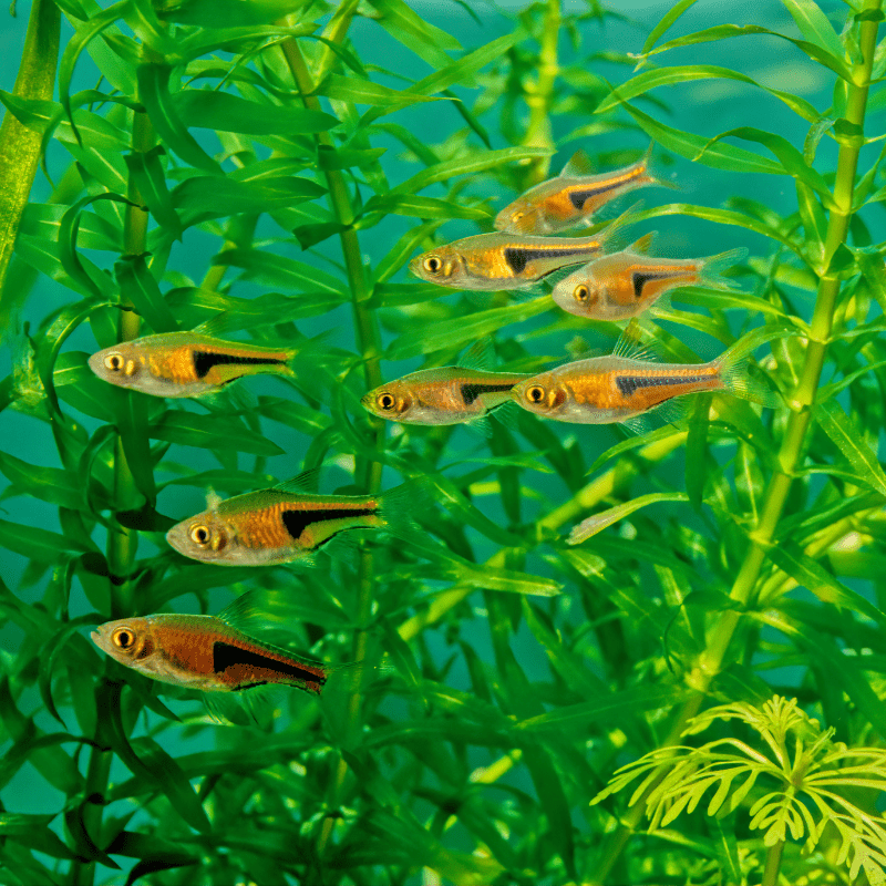 Harlequin Rasbora - Real Aquatics