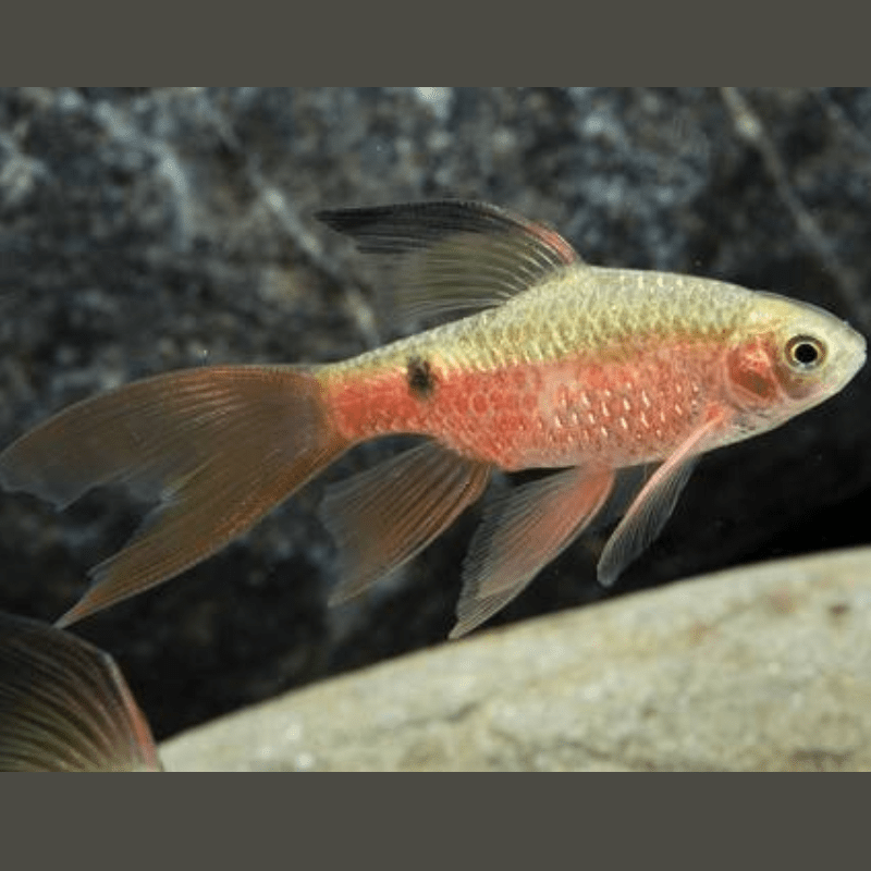 Long Fin Rosy Barb - Real Aquatics