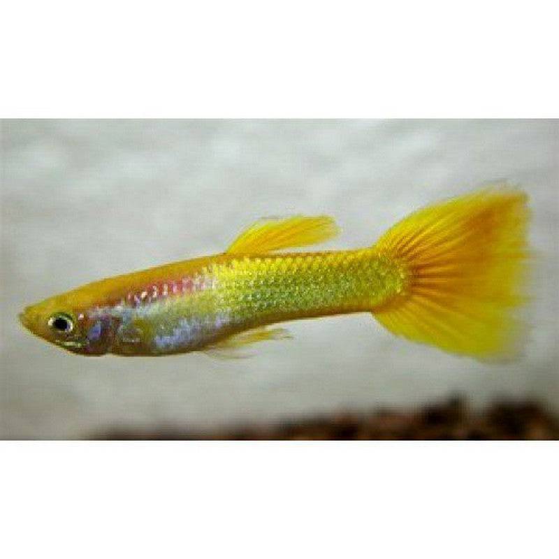 Male Golden Guppy - Real Aquatics