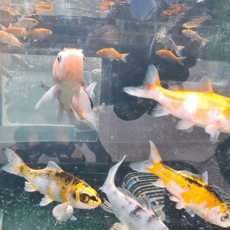 Metallic Hikari Koi Carp Assorted 2-3" - Real Aquatics