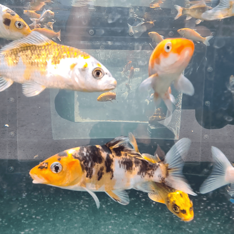 Metallic Hikari Koi Carp Assorted 2-3" - Real Aquatics