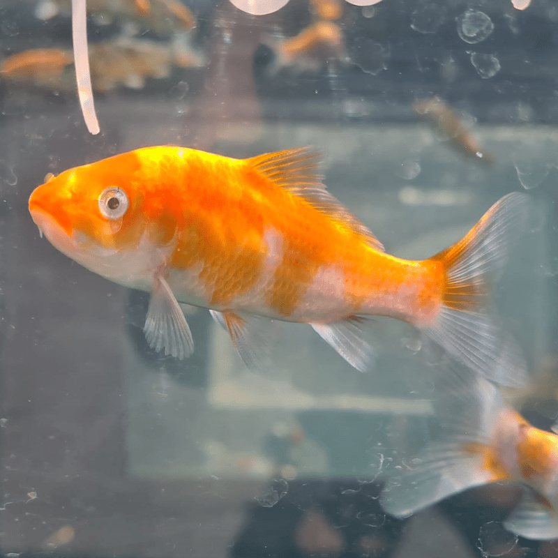 Metallic Hikari Koi Carp Assorted 2-3" - Real Aquatics