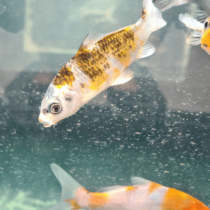 Metallic Hikari Koi Carp Assorted 2-3" - Real Aquatics