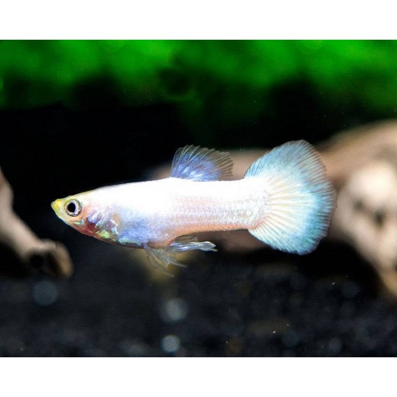 Moscow All White Male Guppy - Real Aquatics