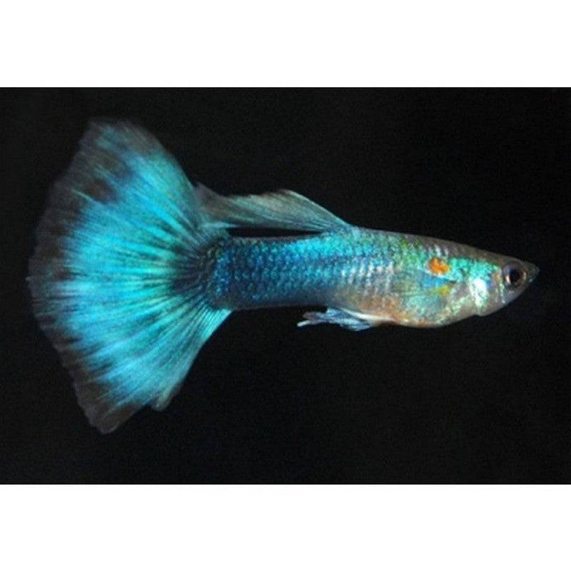 Neon Blue Male Guppy - Real Aquatics