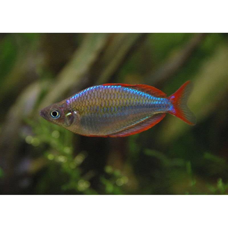 Neon Dwarf Rainbowfish - Real Aquatics