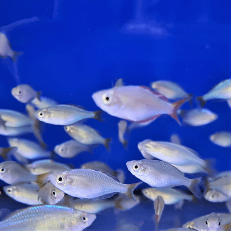 Neon Dwarf Rainbowfish - Real Aquatics