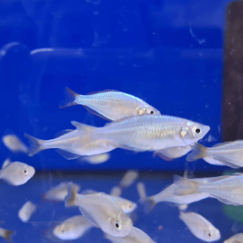 Neon Dwarf Rainbowfish - Real Aquatics