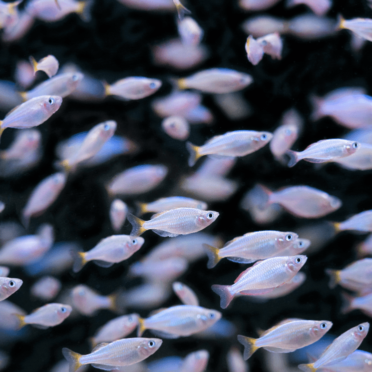 Neon Dwarf Rainbowfish - Real Aquatics