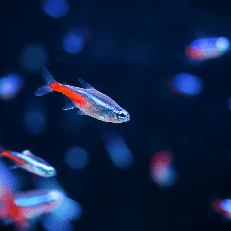 Neon Tetra - Real Aquatics