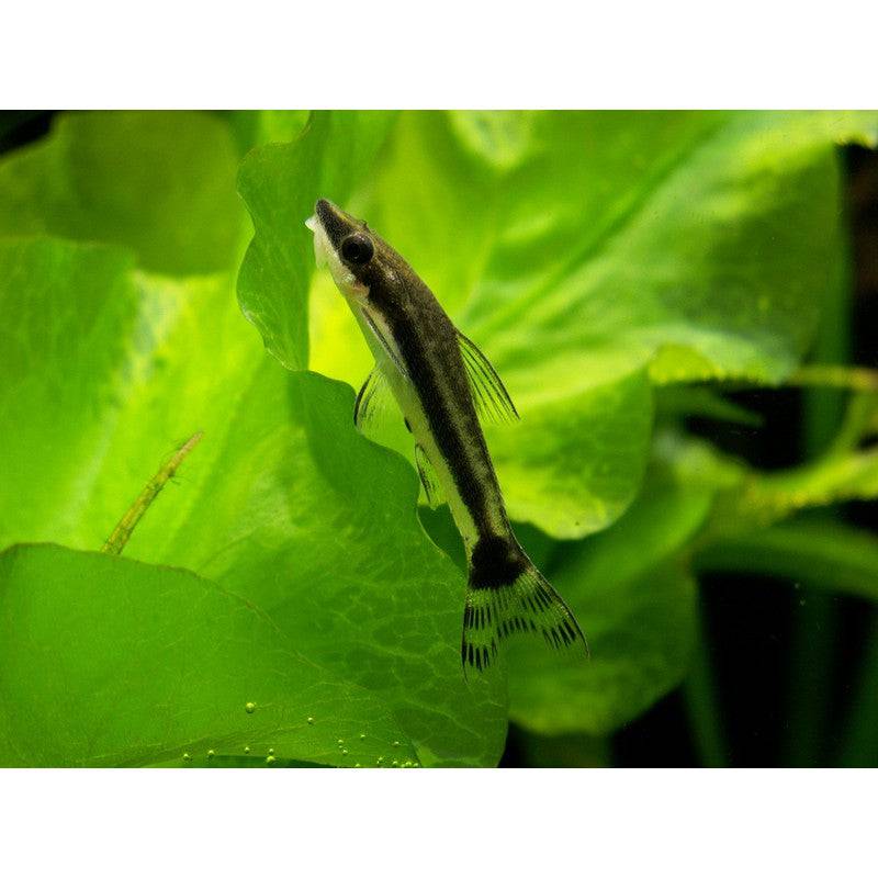 Otocinclus Otto Dwarf Sucker - Real Aquatics