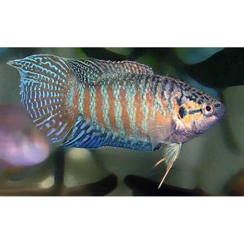 Paradise Fish - Real Aquatics