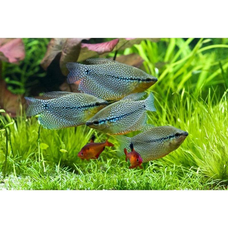 Pearl Gourami - Real Aquatics