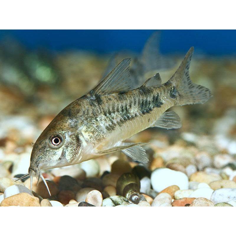 Peppered Cory - Real Aquatics