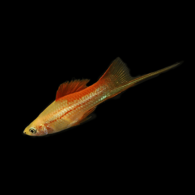 Pineapple Swordtail - Real Aquatics