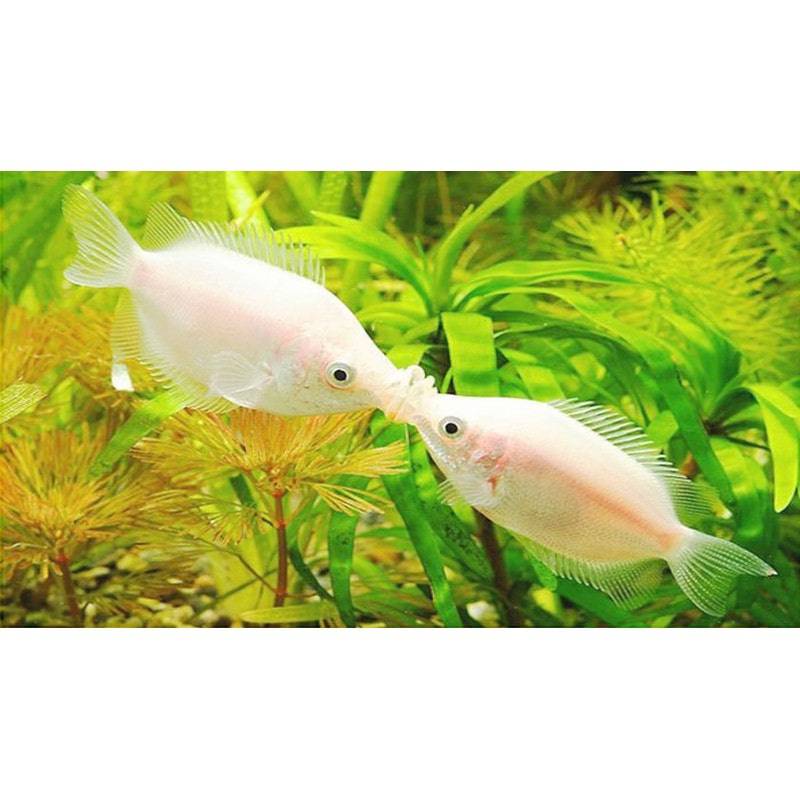 Pink Kissing Gourami - Real Aquatics