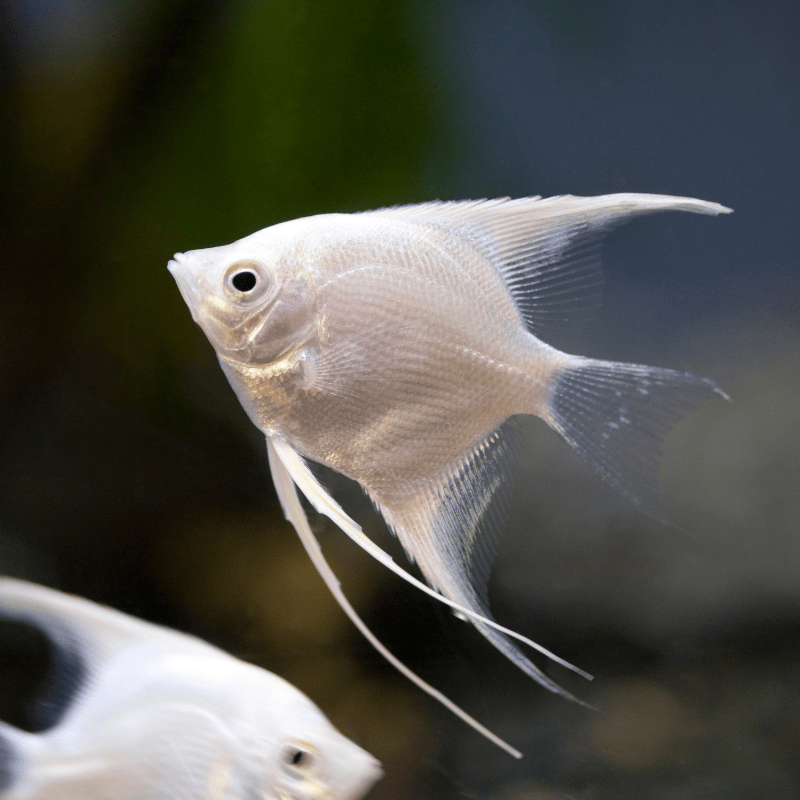 Platinum Angel Fish Angelfish