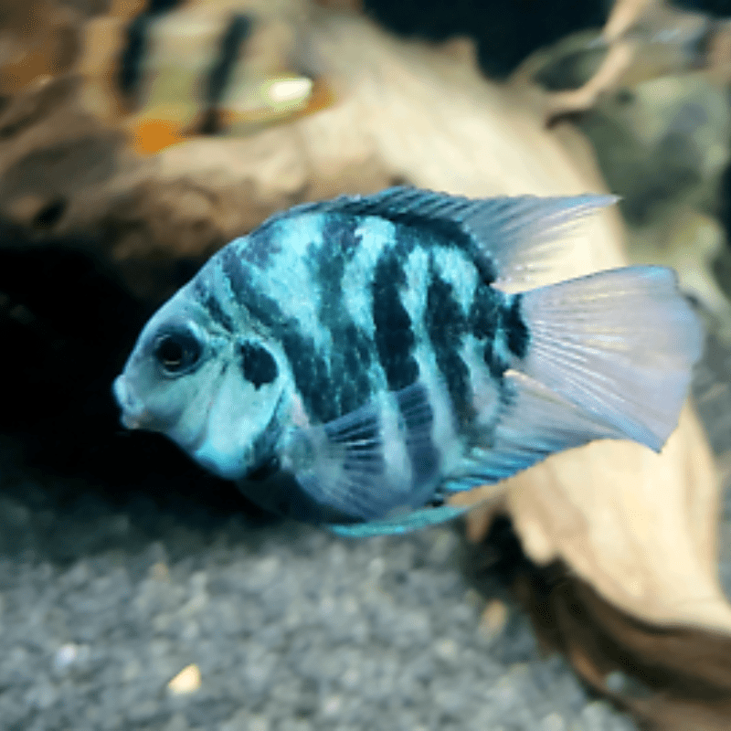 Polar Blue Tiger Parrot Cichlid 1-2"