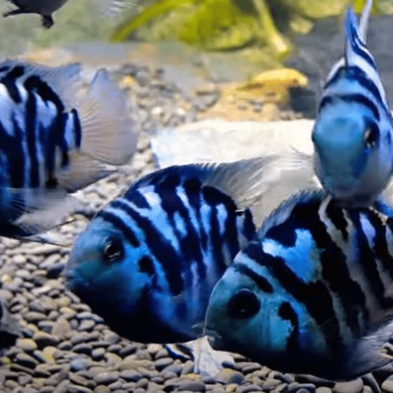 Polar Blue Tiger Parrot Cichlid 1-2"