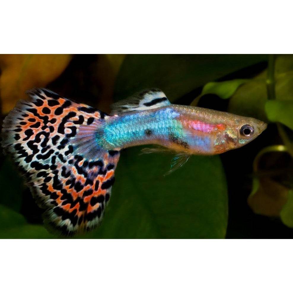 Rainbow Male Guppy - Real Aquatics