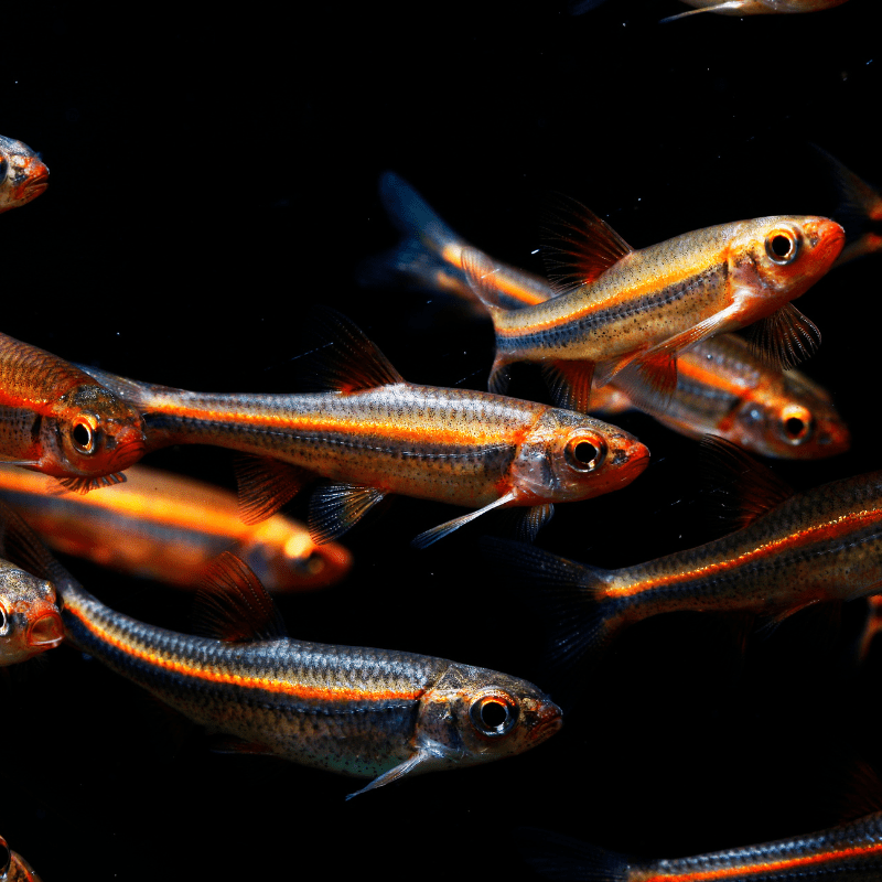 Rainbow Shiners - Real Aquatics