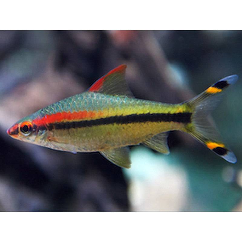 Red Line Denison Torpedo Barb - Real Aquatics