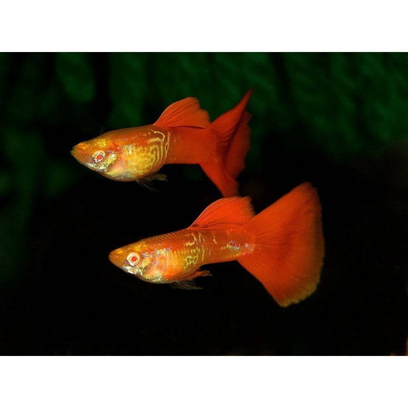 Red Snakeskin Male Guppy - Real Aquatics