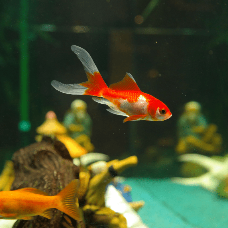 Sarasa Comet Goldfish 2-3" - Real Aquatics