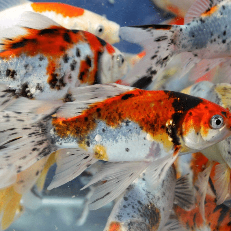 Shubunkin Goldfish 1-2" - Real Aquatics