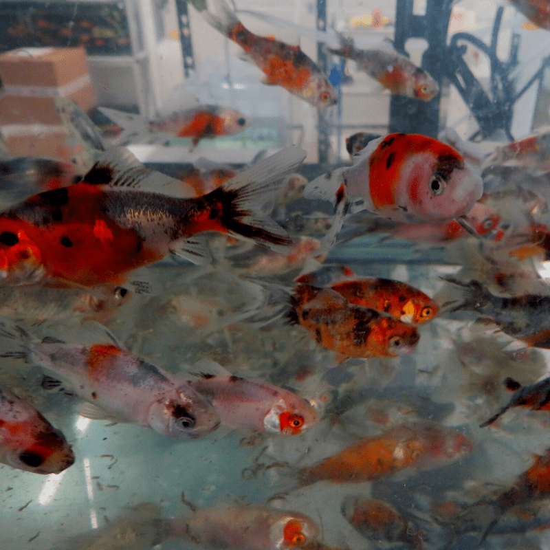 Shubunkin Goldfish 1-2" - Real Aquatics