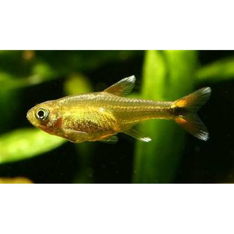 Silvertip Tetra - Real Aquatics