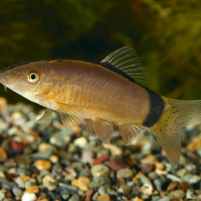 Skunk Botia Loach