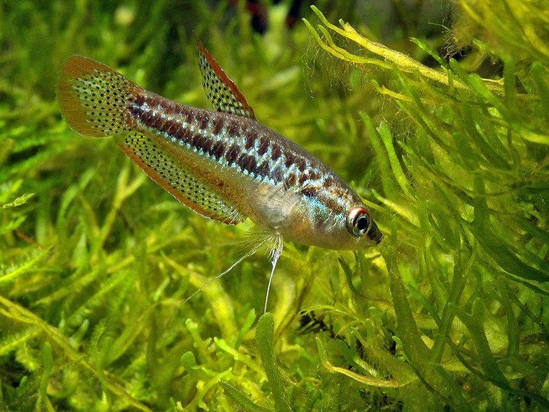 Sparkling Pygmy Gourami - Real Aquatics