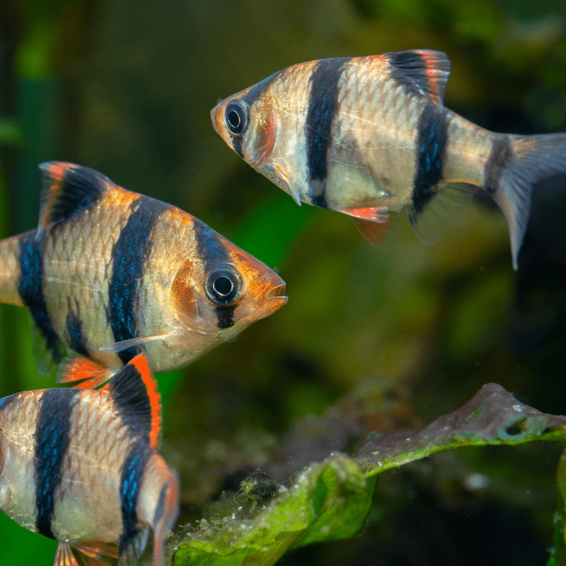 Tiger Barb - Real Aquatics