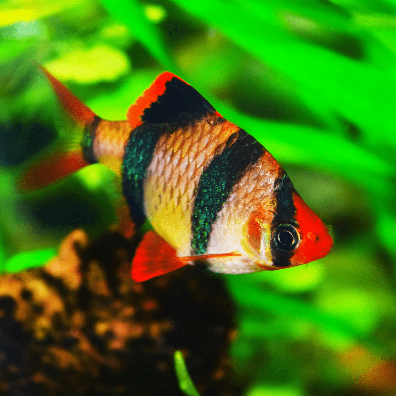 Tiger Barb - Real Aquatics