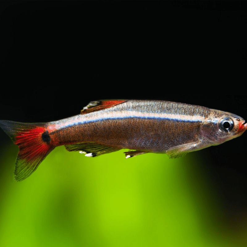 White Cloud Mountain Minnow - Real Aquatics