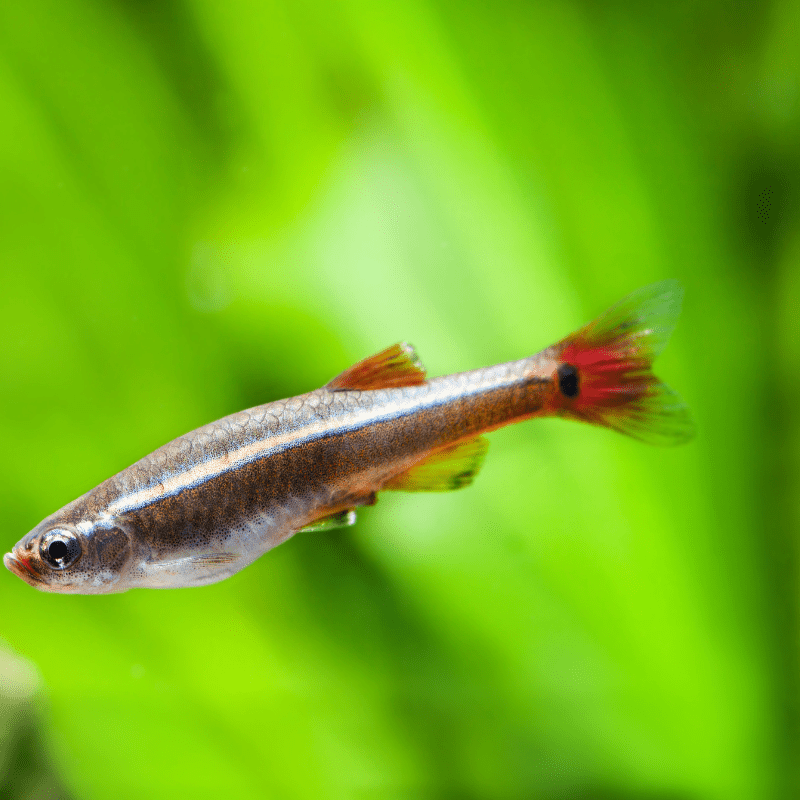 White Cloud Mountain Minnow - Real Aquatics