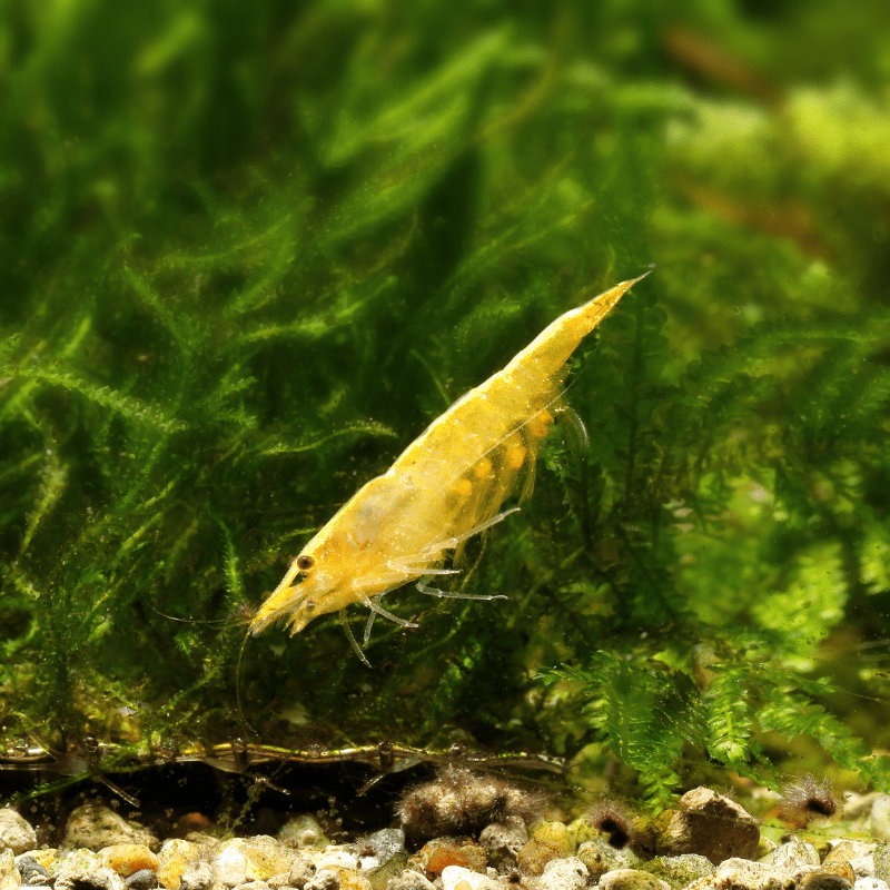 Yellow Fire Shrimp Neocaridina Heteropoda - Real Aquatics