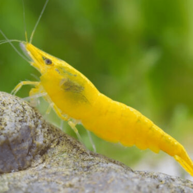 Yellow Fire Shrimp Neocaridina Heteropoda - Real Aquatics