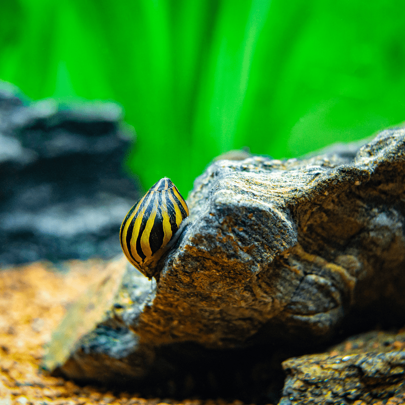 Zebra Nerite Snail - Real Aquatics