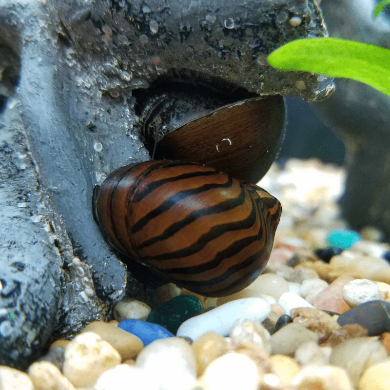 Zebra Nerite Snail - Real Aquatics